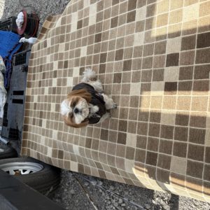 倉庫で撮影した日本的な柄の絨毯 わんころが寝ている様子