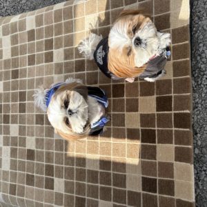 横浜の便利屋の倉庫で撮影した日常風景 わんころと内勤作業