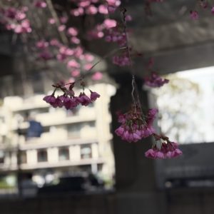 石川町から見た横浜の景色と春の花