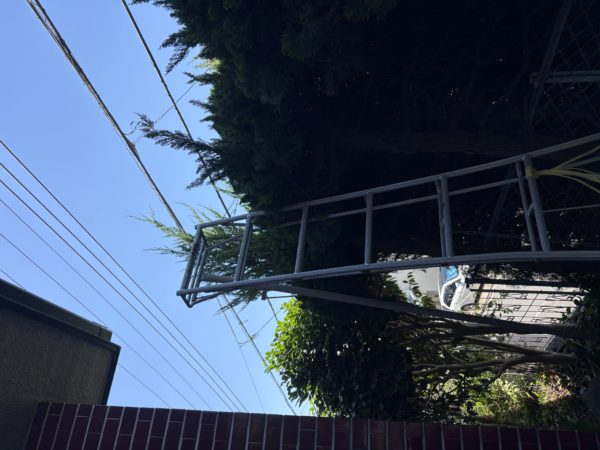 7〜8尺の脚立を使った高所伐採 横浜市金沢区